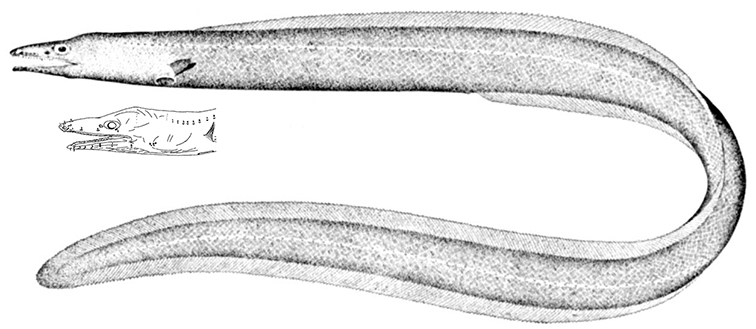 Ilyophis brunneus_01.jpg